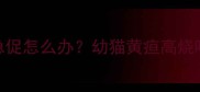 猫咪黄疸呼吸急促怎么办幼猫黄疸高烧呼吸困难全攻略
