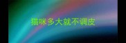 猫咪多大就不调皮
