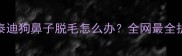 救命泰迪狗鼻子脱毛怎么办全网最全护理指南