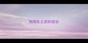 狗狗生之前的症状