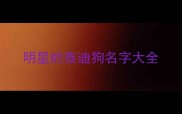 明星的泰迪狗名字大全