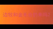 边牧和金毛合的来吗