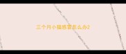 三个月小猫感冒怎么办