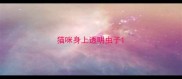 猫咪身上透明虫子