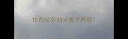 拉布拉多幼犬鼻子呼吸