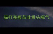 猫打完疫苗吐舌头喘气
