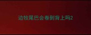 边牧尾巴会卷到背上吗