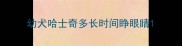 幼犬哈士奇多长时间睁眼睛