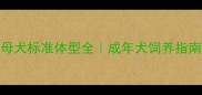 拉布拉多母犬标准体型全成年犬饲养指南与注意事项