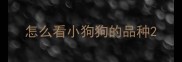 怎么看小狗狗的品种