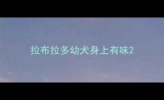拉布拉多幼犬身上有味