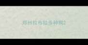 郑州拉布拉多种狗
