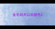金毛幼犬以后颜色