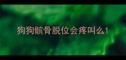 狗狗髌骨脱位会疼叫么
