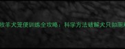 边境牧羊犬笼便训练全攻略科学方法破解犬只如厕难题