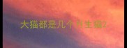 大猫都是几个月生猫