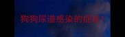 狗狗尿道感染的症状