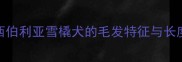 西伯利亚雪橇犬的毛发特征与长度