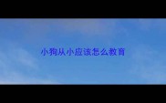 小狗从小应该怎么教育