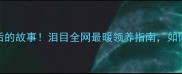 金毛身上17道伤疤背后的故事泪目全网最暖领养指南如何用爱治愈毛孩创伤