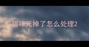 猫咪死掉了怎么处理