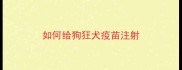 如何给狗狂犬疫苗注射