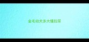 金毛幼犬多大懂拉尿