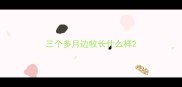 三个多月边牧长什么样