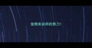 宠物美容师的剪刀