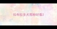 拉布拉多犬那种好看