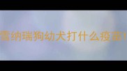 雪纳瑞狗幼犬打什么疫苗