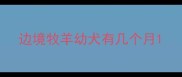 边境牧羊幼犬有几个月