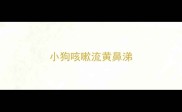 小狗咳嗽流黄鼻涕