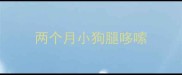 两个月小狗腿哆嗦