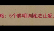 拉布拉多训练全攻略5个聪明训练法让爱犬秒变聪明好伙伴