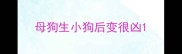 母狗生小狗后变很凶