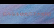 拉布拉多幼犬爪子大好吗