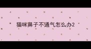 猫咪鼻子不通气怎么办