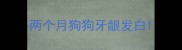两个月狗狗牙龈发白
