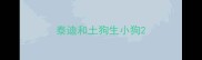 泰迪和土狗生小狗