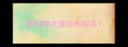 魏玛猎犬像拉布拉多