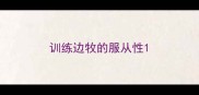 训练边牧的服从性