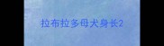 拉布拉多母犬身长