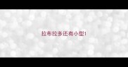 拉布拉多还有小型