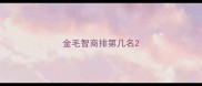 金毛智商排第几名