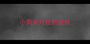 小狗来月经的症状