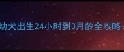 新手必看金毛幼犬出生24小时到3月龄全攻略科学养护指南