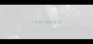小狗鼻子颜色变浅