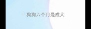 狗狗六个月是成犬