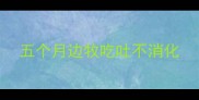 五个月边牧吃吐不消化